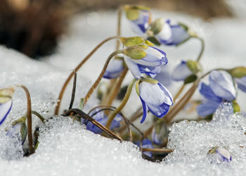 Close-up of snow on plant