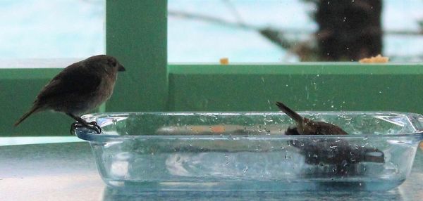 Bird perching on feeder