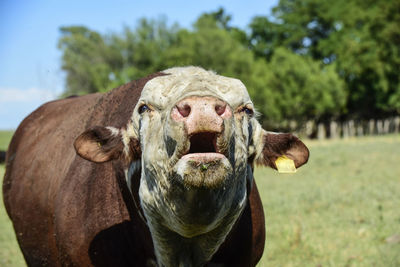 Close-up of cow on field