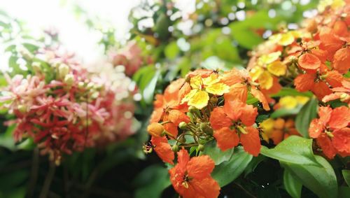 Close-up of orange flowers blooming outdoors