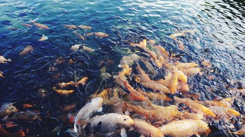 High angle view of koi carps swimming in sea