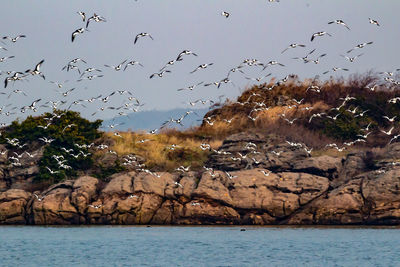 Birds flying over sea against sky
