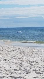 Bird flying over sea against sky