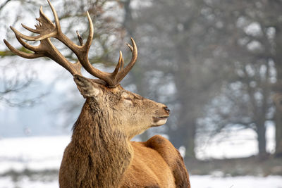 View of deer on snow covered land