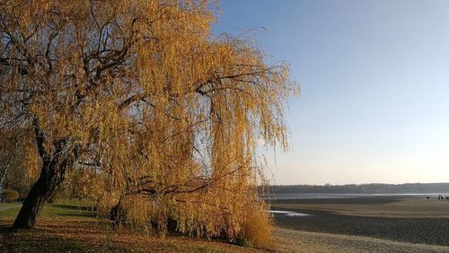 Bare tree on landscape against clear sky