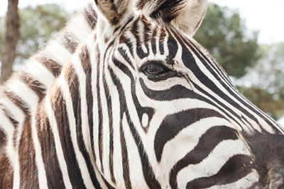 Close-up of an adult zebra in freedom by the savannah