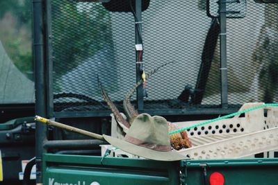 Dead pheasant by hat in pick-up truck