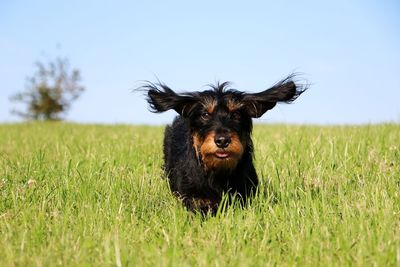 Close-up of dog on field against clear sky