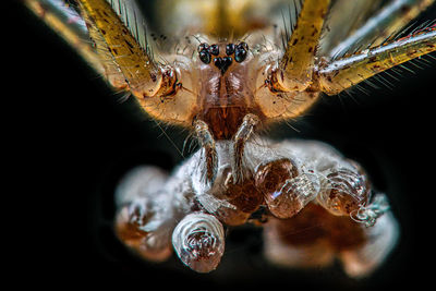 Close-up of spider