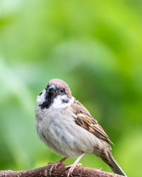 Close-up of a bird