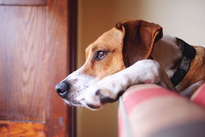 Close-up of dog