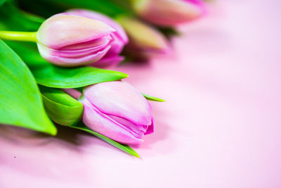 Close-up of pink rose flower