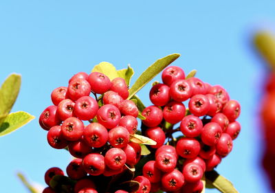 fruit