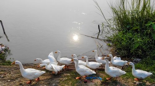 High angle view of swans on lake