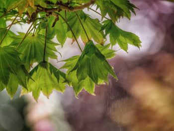 Close-up of leaves on tree