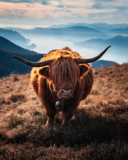 Highland cattle on the monte tamaro