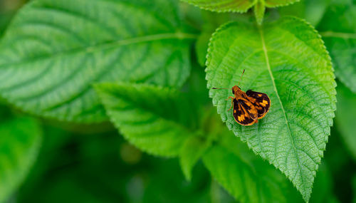 Close-up of insect on leaf