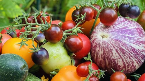 Close-up of tomatoes