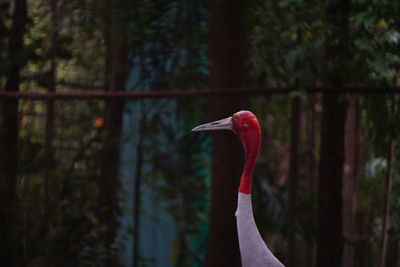 Bird in a forest