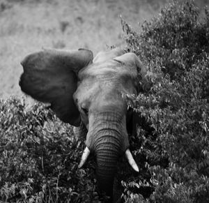 Close-up of elephant on field