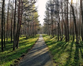 Dirt road amidst trees in forest