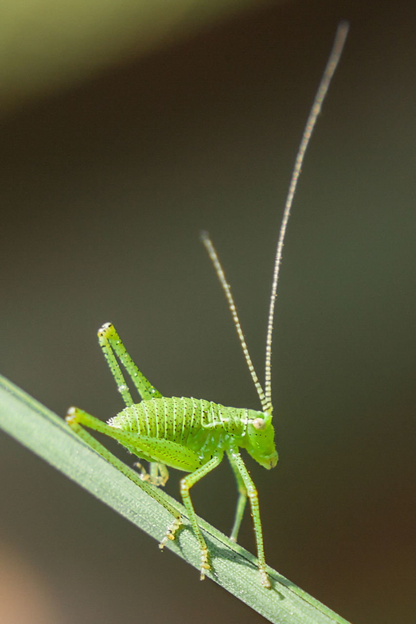 animals in the wild, animal wildlife, animal themes, insect, invertebrate, one animal, animal, green color, grasshopper, close-up, nature, no people, animal antenna, focus on foreground, animal body part, outdoors, day, zoology, praying mantis, copy space