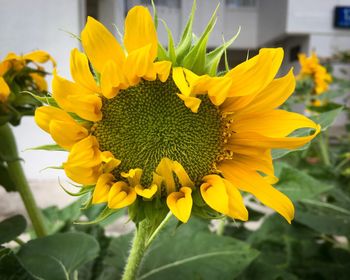 Close-up of yellow sunflower blooming outdoors