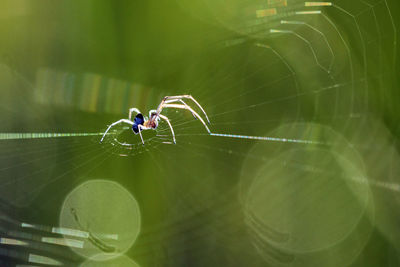 Close-up of spider on web