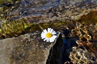 Close-up of daisy flower