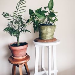 Close-up of potted plant on table at home