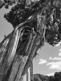 Low angle view of tree against sky