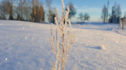 Close-up of frozen plant against sky