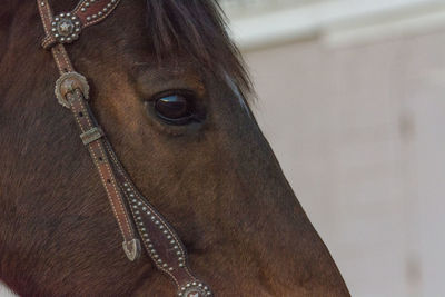 Close-up of horse