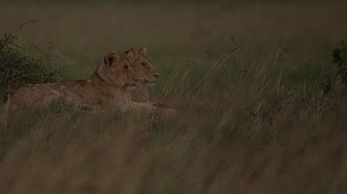 Side view of lionesses resting on grassy field