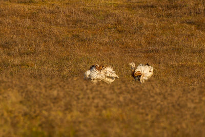 High angle view of birds on field