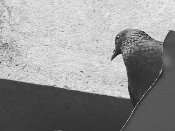 Close-up of a bird looking away