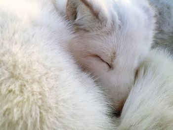 Close-up of arctic fox sleeping