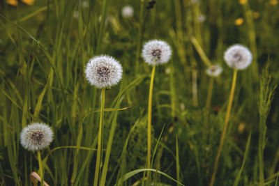 Close-up of dandelion in grass