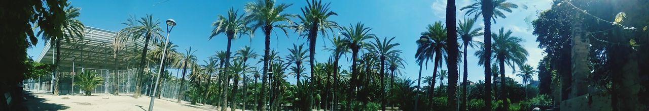 Panoramic view of palm trees against clear sky