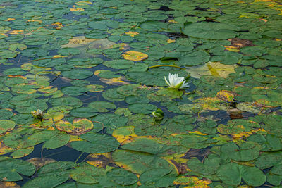 High angle view of water lily in lake
