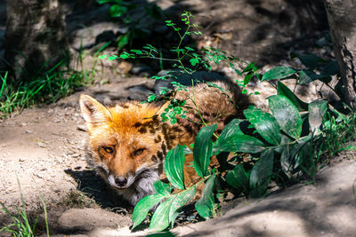 Portrait of a fox on field