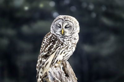 Close up image of a barred owl, in the wild, perched on a tree limb