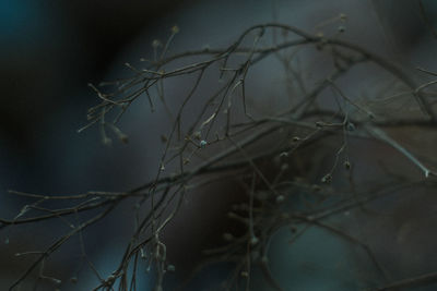 Close-up of bare tree branches