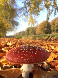 Close-up of fly agaric mushroom on field