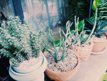 Close-up of pot plants on window sill