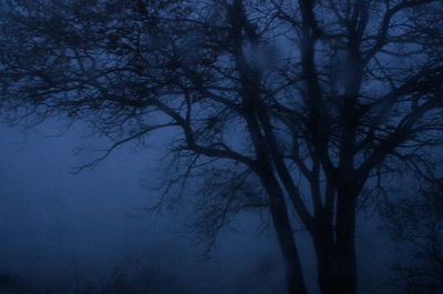 Bare trees against sky