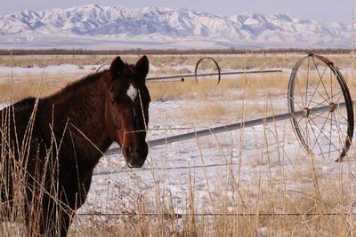 Portrait of brown horse on field during winter