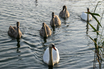 Swans swimming in lake