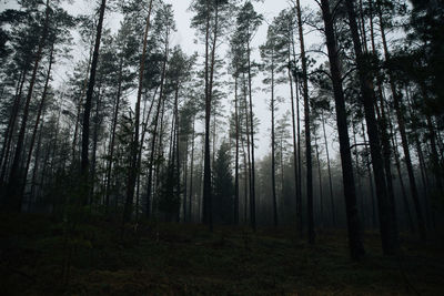 Trees in forest