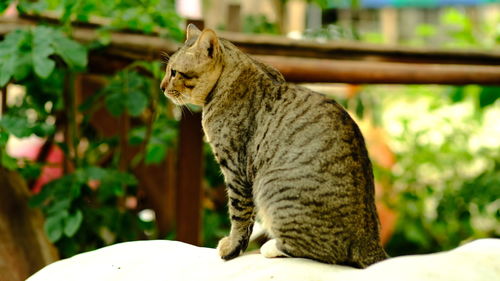 Close-up of a cat looking away